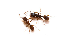Wandering Ants