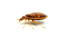 Bed Bug Treatment - Local Exterminator