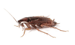 Disease Carrying Cockroaches