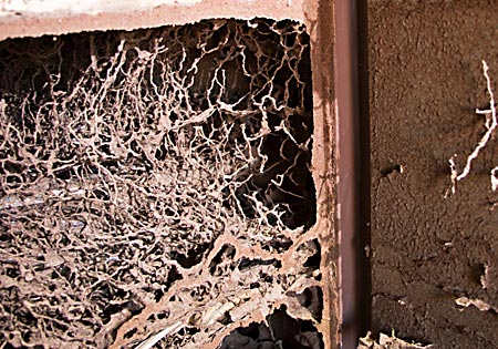 Termite Damage to Walls