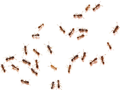 Ant Control - use a local ant exterminator
