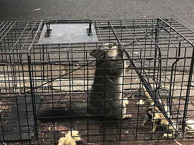 Possum Trap and Release