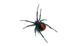 Dangerous Redback Spider