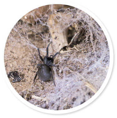 how to get rid of funnel web spiders